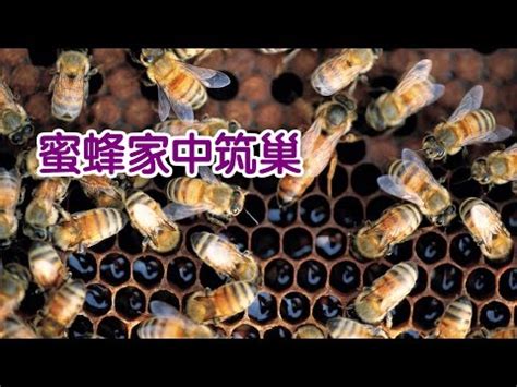 蜜蜂在家築巢|【家中有蜜蜂築巢】家中有蜜蜂築巢：吉兆凶兆一次看！